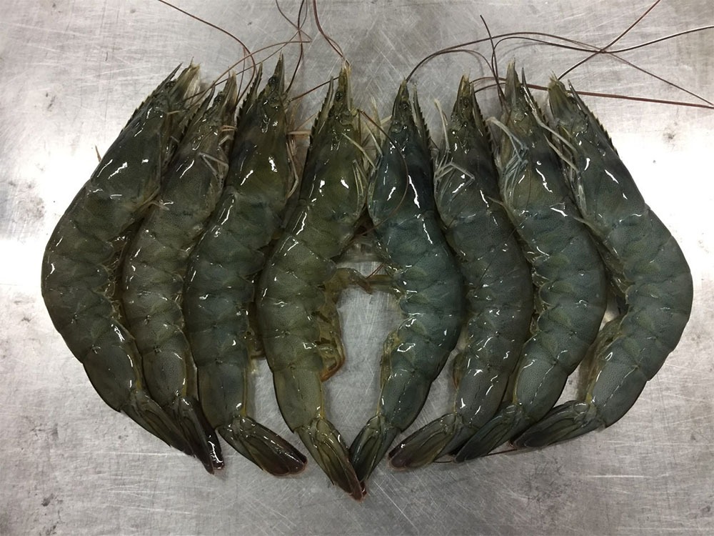 Whiteleg Vannamei shrimp
